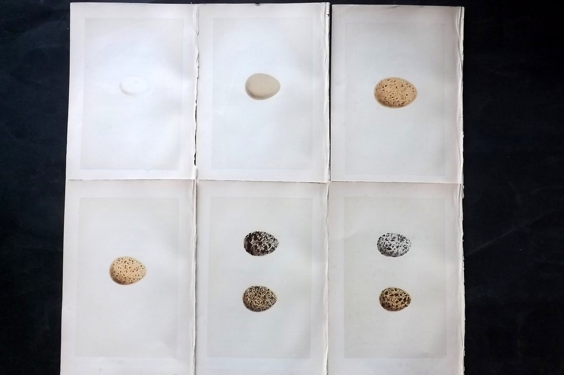 Morris, Francis 1870 Lot of 6 Antique Bird Egg Prints: Woodblocks Published 1870, London for "A Natural History of the Nests and Eggs of British Birds" By the Rev. Francis Orpen Morris, printed Benjamin Fawcett. With accompanying descriptive text. Paper S