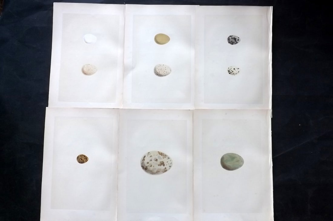 Morris, Francis 1870 Lot of 6 Antique Bird Egg Prints: Woodblocks Published 1870, London for "A Natural History of the Nests and Eggs of British Birds" By the Rev. Francis Orpen Morris, printed Benjamin Fawcett. With accompanying descriptive text. Paper S