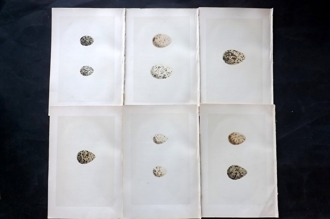 Morris, Francis 1870 Lot of 6 Antique Bird Egg Prints: Woodblocks Published 1870, London for "A Natural History of the Nests and Eggs of British Birds" By the Rev. Francis Orpen Morris, printed Benjamin Fawcett. With accompanying descriptive text. Paper S