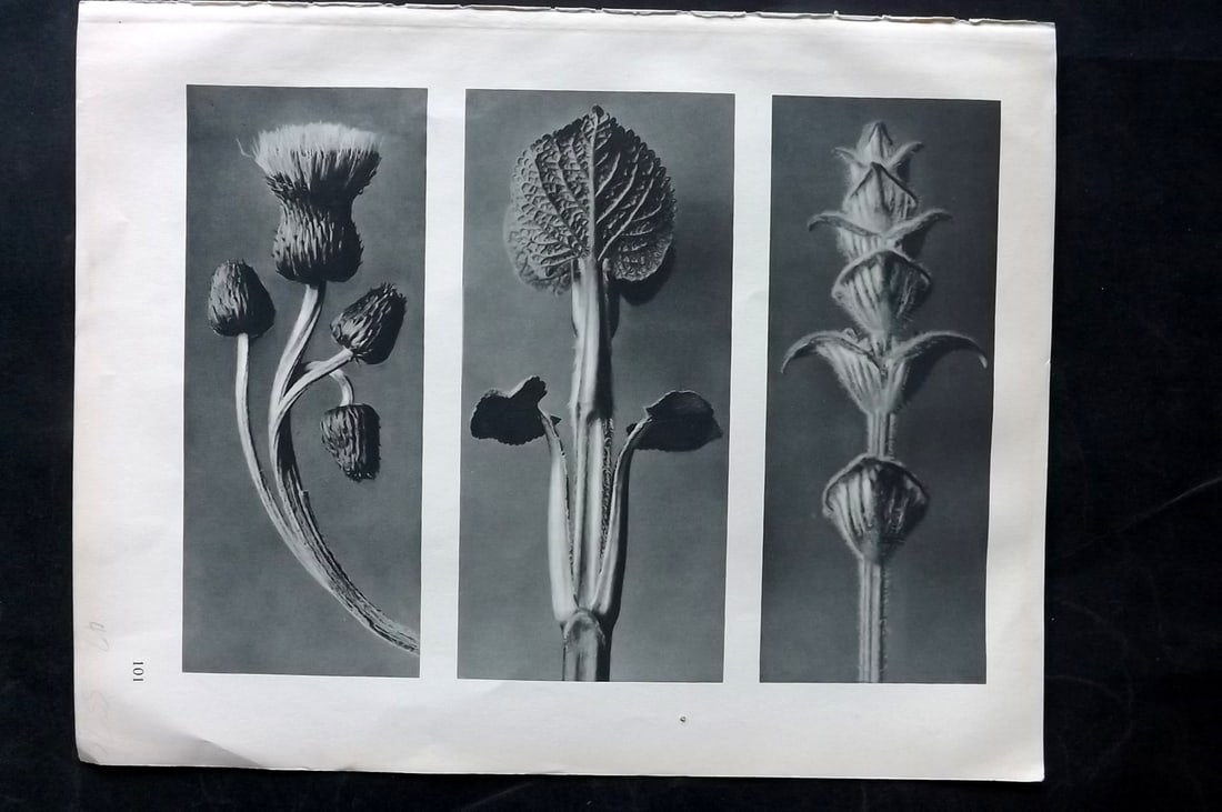 Blossfeldt, Karl 1928 First Edition Botanical Print 101: Photogravure Published 1928, Berlin for "Urformen der Kunst" by Karl Blossfeldt. First and Best Edition with the reverse side blank. Printed in Germany. Paper Size: 12.5 x 9.5 inch (32 x 24cm) Good Co