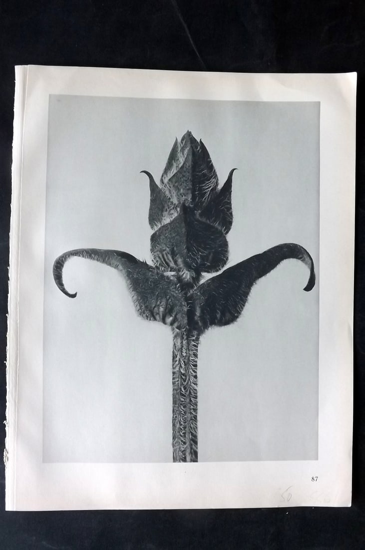 Blossfeldt, Karl 1928 First Edition Botanical Print 87 (1 of 1)