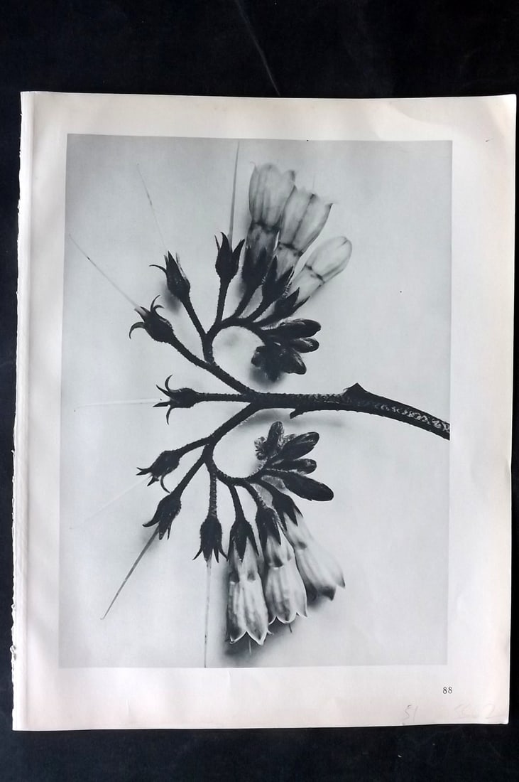 Blossfeldt, Karl 1928 First Edition Botanical Print 88: Photogravure Published 1928, Berlin for "Urformen der Kunst" by Karl Blossfeldt. First and Best Edition with the reverse side blank. Printed in Germany. Paper Size: 12.5 x 9.5 inch (32 x 24cm) Good Co