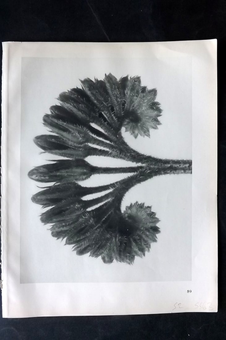 Blossfeldt, Karl 1928 First Edition Botanical Print 89: Photogravure Published 1928, Berlin for "Urformen der Kunst" by Karl Blossfeldt. First and Best Edition with the reverse side blank. Printed in Germany. Paper Size: 12.5 x 9.5 inch (32 x 24cm) Good Co
