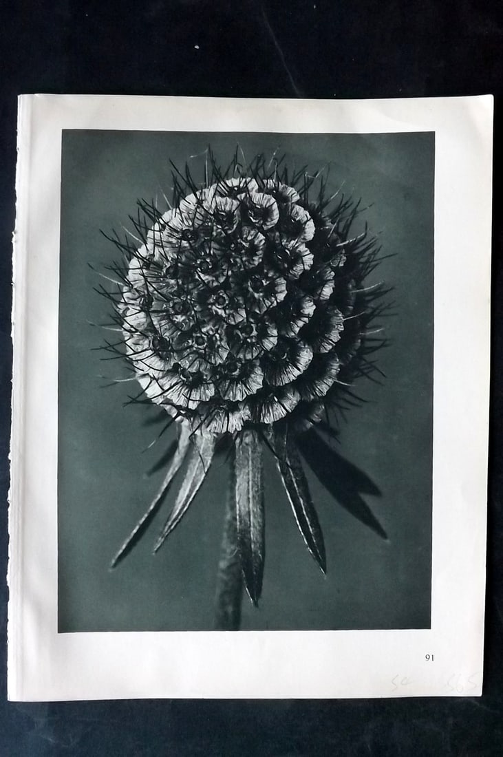 Blossfeldt, Karl 1928 First Edition Botanical Print 91 (1 of 1)
