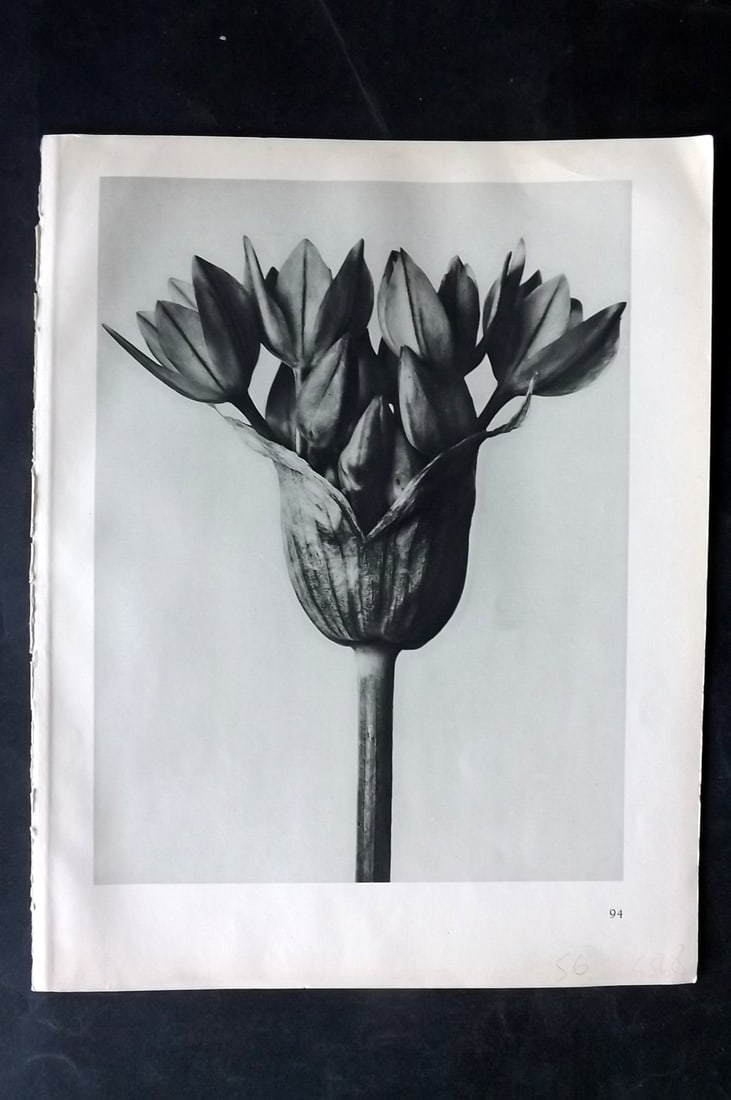 Blossfeldt, Karl 1928 First Edition Botanical Print 94 (1 of 1)