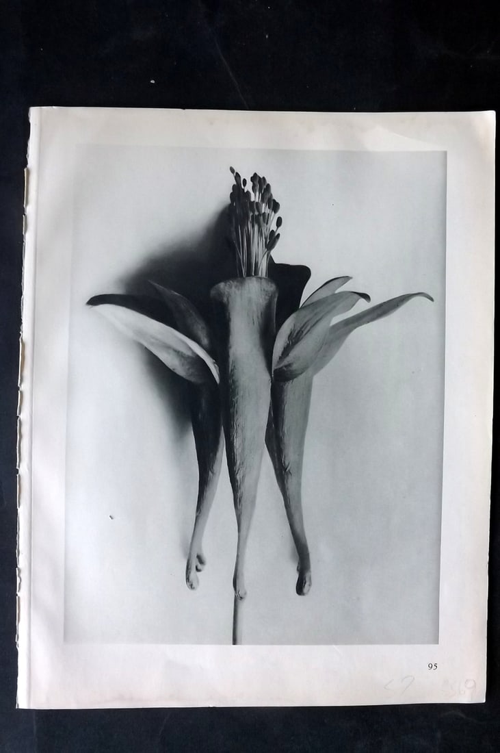 Blossfeldt, Karl 1928 First Edition Botanical Print 95: Photogravure Published 1928, Berlin for "Urformen der Kunst" by Karl Blossfeldt. First and Best Edition with the reverse side blank. Printed in Germany. Paper Size: 12.5 x 9.5 inch (32 x 24cm) Good Co