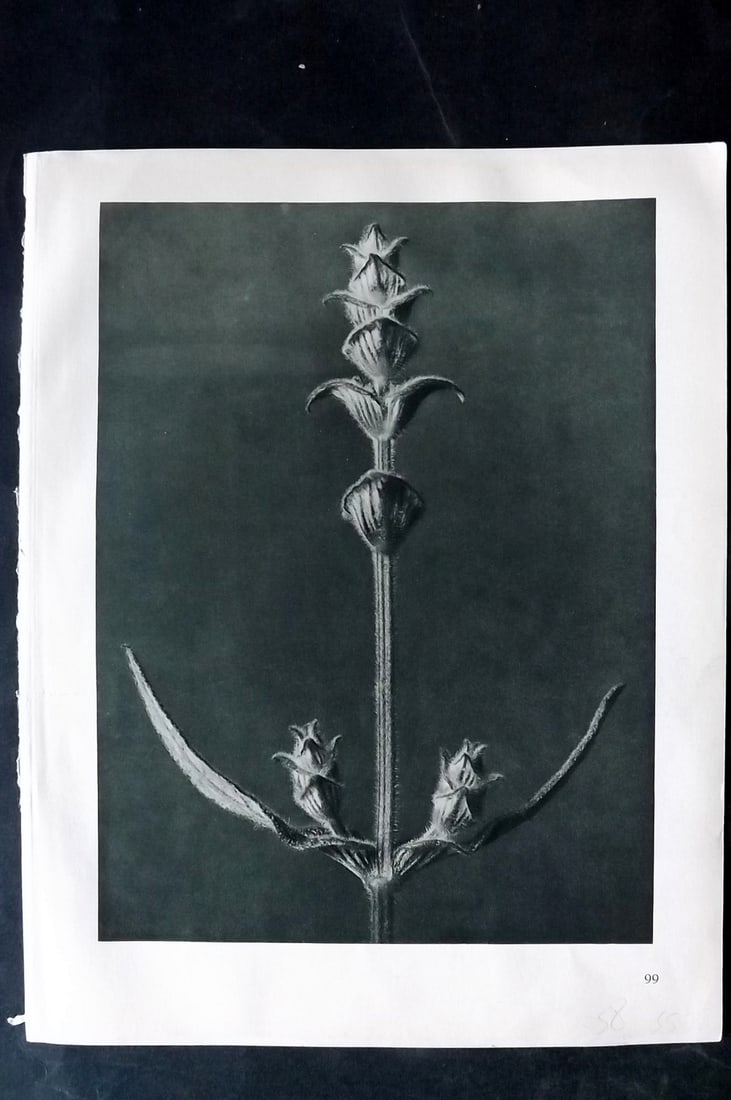 Blossfeldt, Karl 1928 First Edition Botanical Print 99: Photogravure Published 1928, Berlin for "Urformen der Kunst" by Karl Blossfeldt. First and Best Edition with the reverse side blank. Printed in Germany. Paper Size: 12.5 x 9.5 inch (32 x 24cm) Good Co