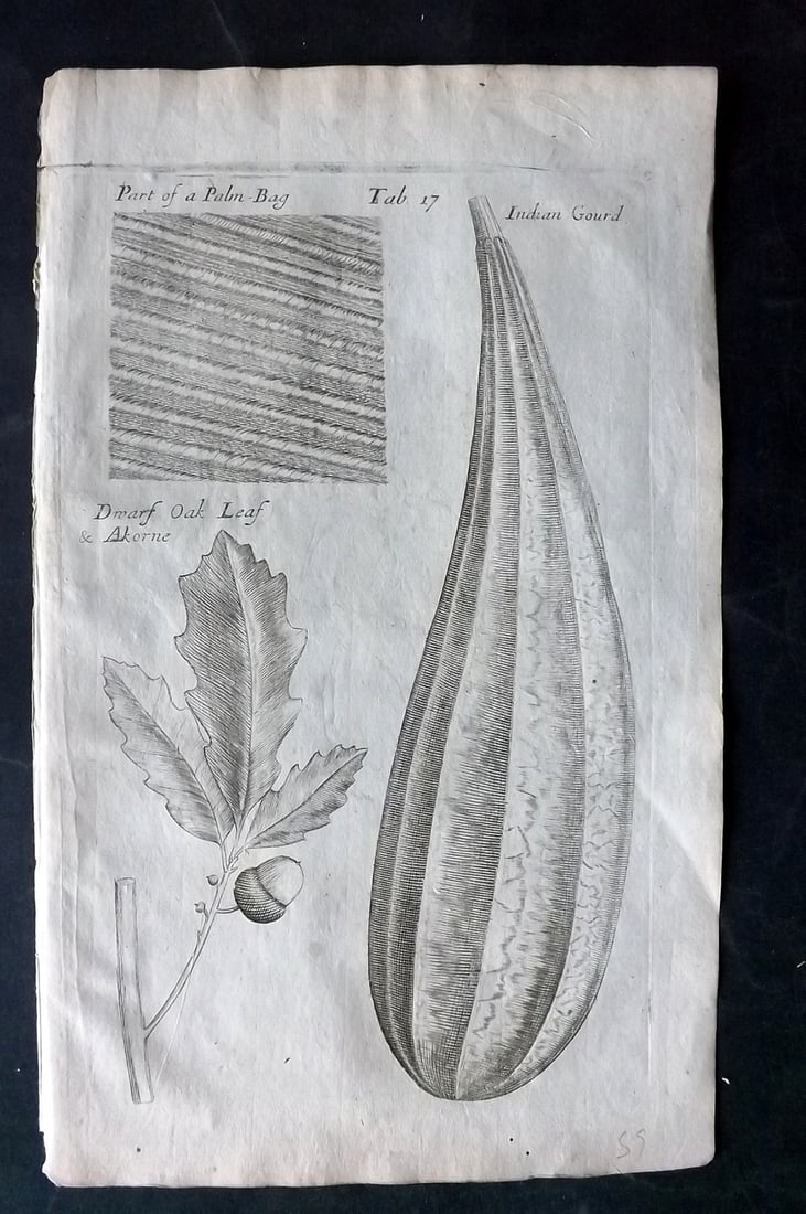 Grew, Nehemiah 1681 Botanical Print. Oak Leaf, Indian Gourd, Pal Bag: Copper Plate Published 1681, London for "Musaeum Regalis Societatis, or, A catalogue & description of the natural and artificial rarities belonging to the Royal Society and preserved at Gresham" by Ne