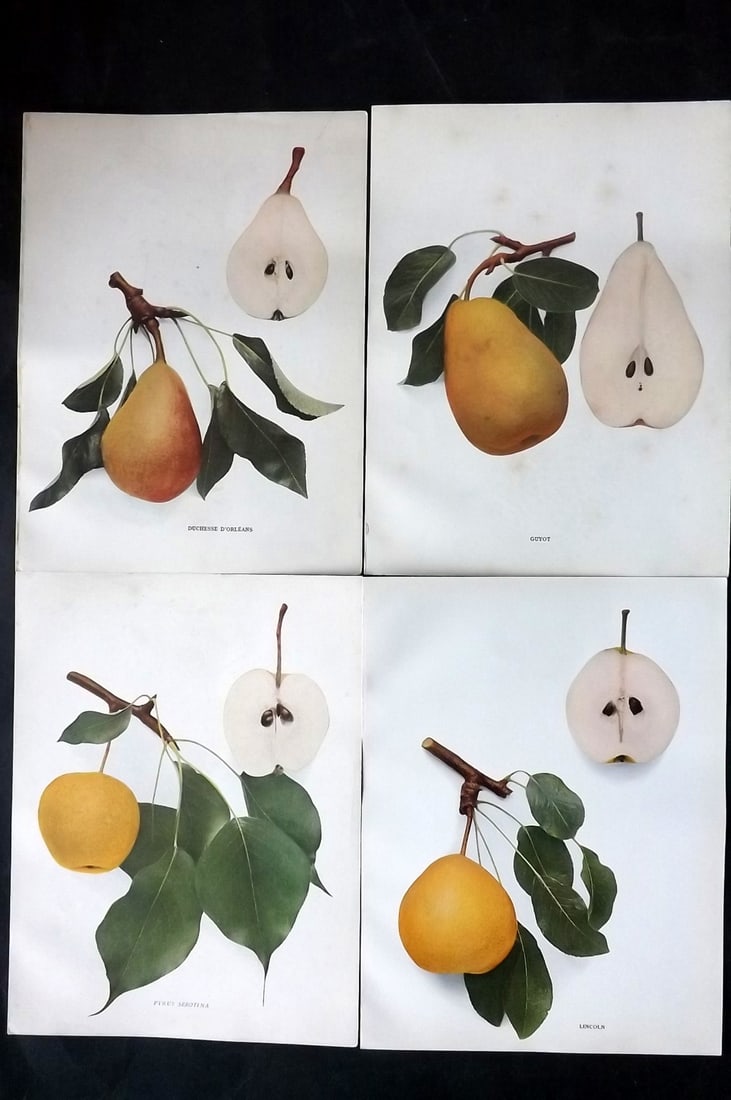 Hedrick, U. P. 1921 Lot of 4 Botanical Prints. Pears (1 of 2)