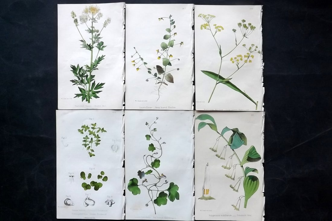 Hogg & Johnson C1870 Lot of 6 Hand Col Botanical Prints: Hand Coloured Lithographs Published 1863-1880, London for "The Wild Flowers of Great Britain" by Robert Hogg & George W. Johnson. Paper Size: 9 x 5.5 inch (23 x 14cm) Good Condition