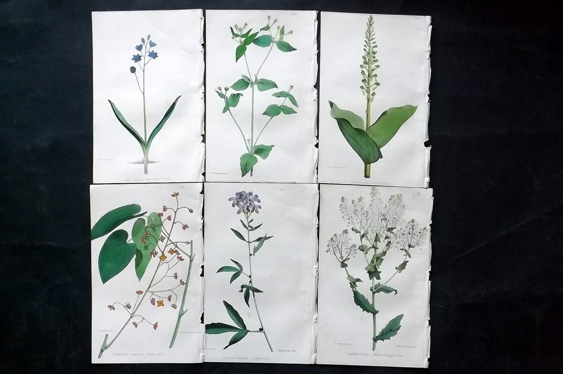 Hogg & Johnson C1870 Lot of 6 Hand Col Botanical Prints: Hand Coloured Lithographs Published 1863-1880, London for "The Wild Flowers of Great Britain" by Robert Hogg & George W. Johnson. Paper Size: 9 x 5.5 inch (23 x 14cm) Good Condition