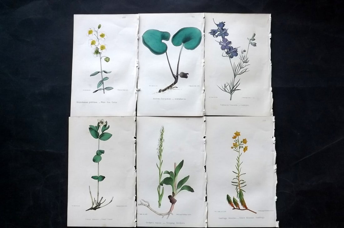 Hogg & Johnson C1870 Lot of 6 Hand Col Botanical Prints: Hand Coloured Lithographs Published 1863-1880, London for "The Wild Flowers of Great Britain" by Robert Hogg & George W. Johnson. Paper Size: 9 x 5.5 inch (23 x 14cm) Good Condition