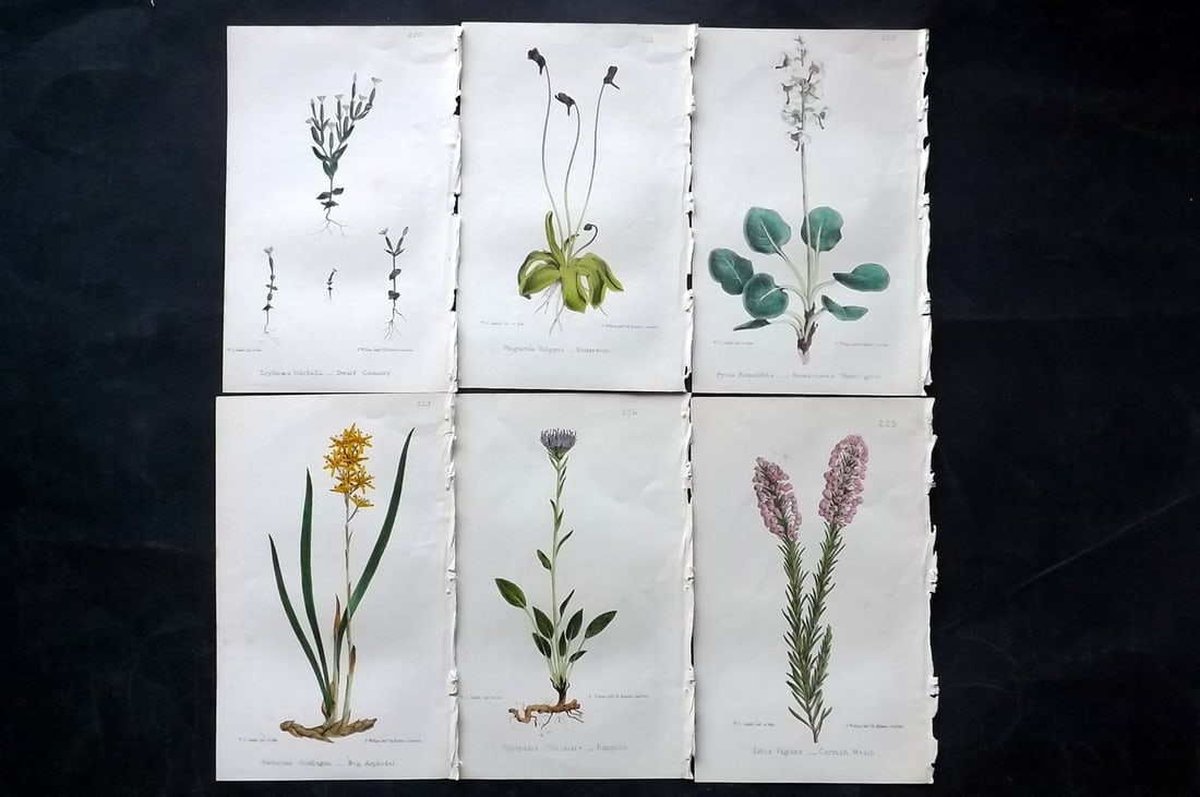 Hogg & Johnson C1870 Lot of 6 Hand Col Botanical Prints: Hand Coloured Lithographs Published 1863-1880, London for "The Wild Flowers of Great Britain" by Robert Hogg & George W. Johnson. Paper Size: 9 x 5.5 inch (23 x 14cm) Good Condition