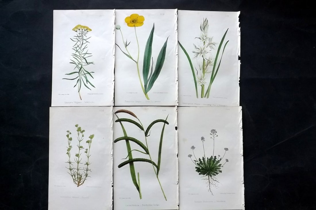 Hogg & Johnson C1870 Lot of 6 Hand Col Botanical Prints: Hand Coloured Lithographs Published 1863-1880, London for "The Wild Flowers of Great Britain" by Robert Hogg & George W. Johnson. Paper Size: 9 x 5.5 inch (23 x 14cm) Good Condition