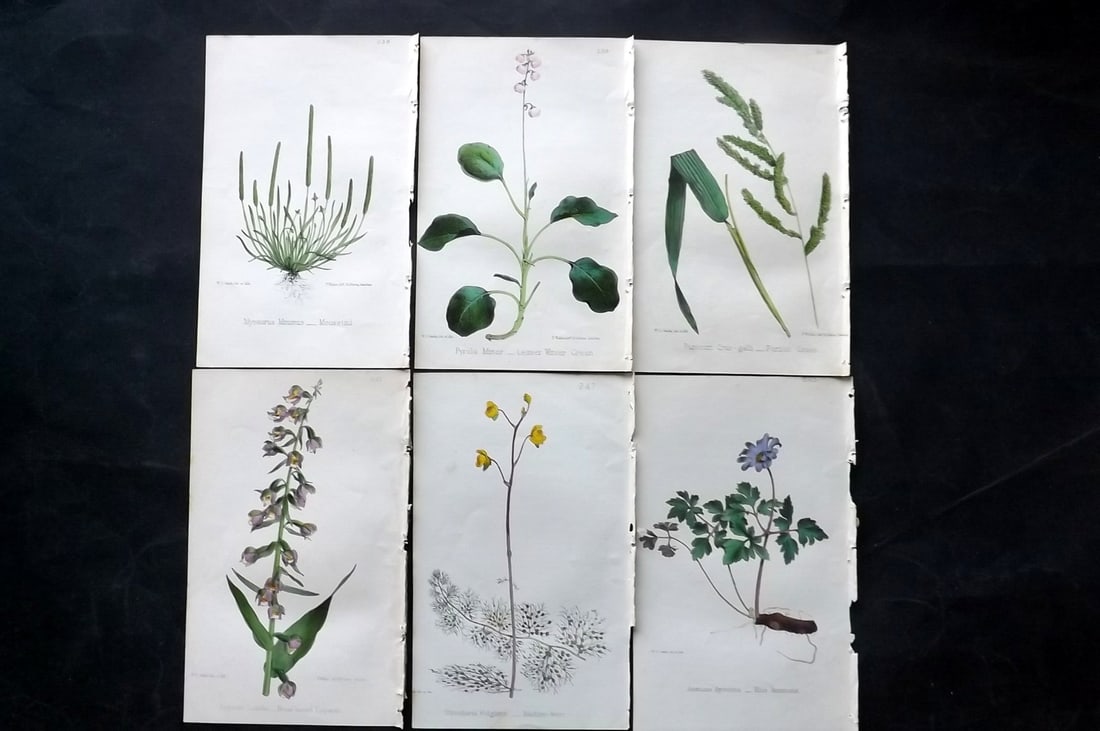 Hogg & Johnson C1870 Lot of 6 Hand Col Botanical Prints: Hand Coloured Lithographs Published 1863-1880, London for "The Wild Flowers of Great Britain" by Robert Hogg & George W. Johnson. Paper Size: 9 x 5.5 inch (23 x 14cm) Good Condition