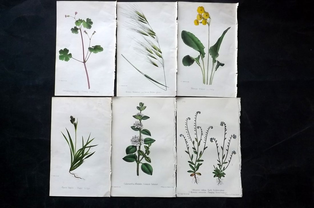 Hogg & Johnson C1870 Lot of 6 Hand Col Botanical Prints: Hand Coloured Lithographs Published 1863-1880, London for "The Wild Flowers of Great Britain" by Robert Hogg & George W. Johnson. Paper Size: 9 x 5.5 inch (23 x 14cm) Good Condition