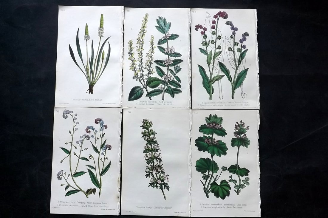 Hogg & Johnson C1870 Lot of 6 Hand Col Botanical Prints: Hand Coloured Lithographs Published 1863-1880, London for "The Wild Flowers of Great Britain" by Robert Hogg & George W. Johnson. Paper Size: 9 x 5.5 inch (23 x 14cm) Good Condition