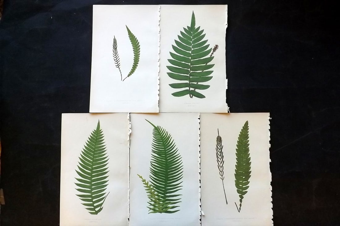Lowe, Edward 1850's Lot of 5 Antique Fern Prints: Woodblocks Published 1856-60 by Groombridge and Sons, London for "Ferns: British and Exotic" by Edward Lowe. Illustrated by A.F. Lydon. Printed by Benjamin Fawcett. Paper Size: 10 x 6 inch (25 x 15cm)