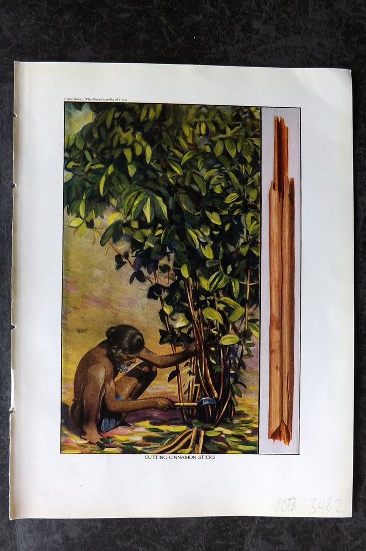 Ward, Artemas 1923 Antique Botanical Print. Cutting Cinnamon Sticks (1 of 1)