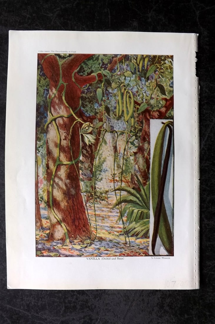 Ward, Artemas 1923 Antique Botanical Print. Vanilla (Orchid and Bean): Offset Lithograph Published 1923, New York for "The Encyclopedia of Food" by Artemas Ward. Paper Size: 10.5 x 7.5 inch (27 x 19cm) Good Condition