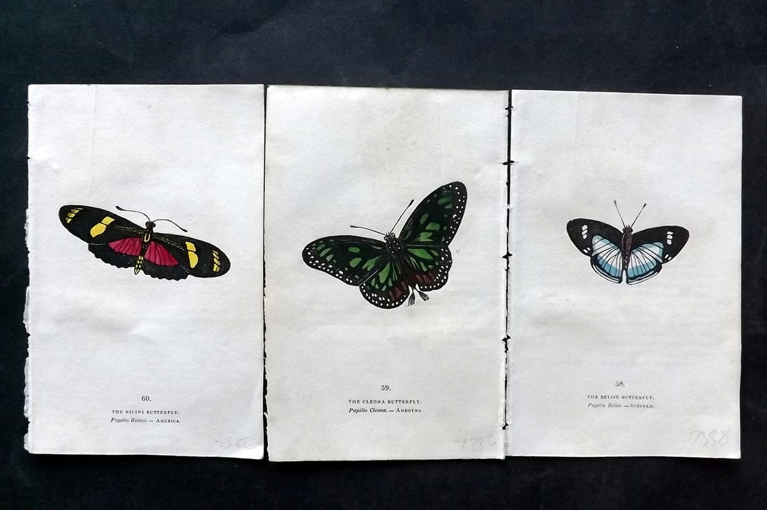 Brown, Capt. Thomas 1832 Lot of 3 Hand Col Butterfly Prints (1 of 2)