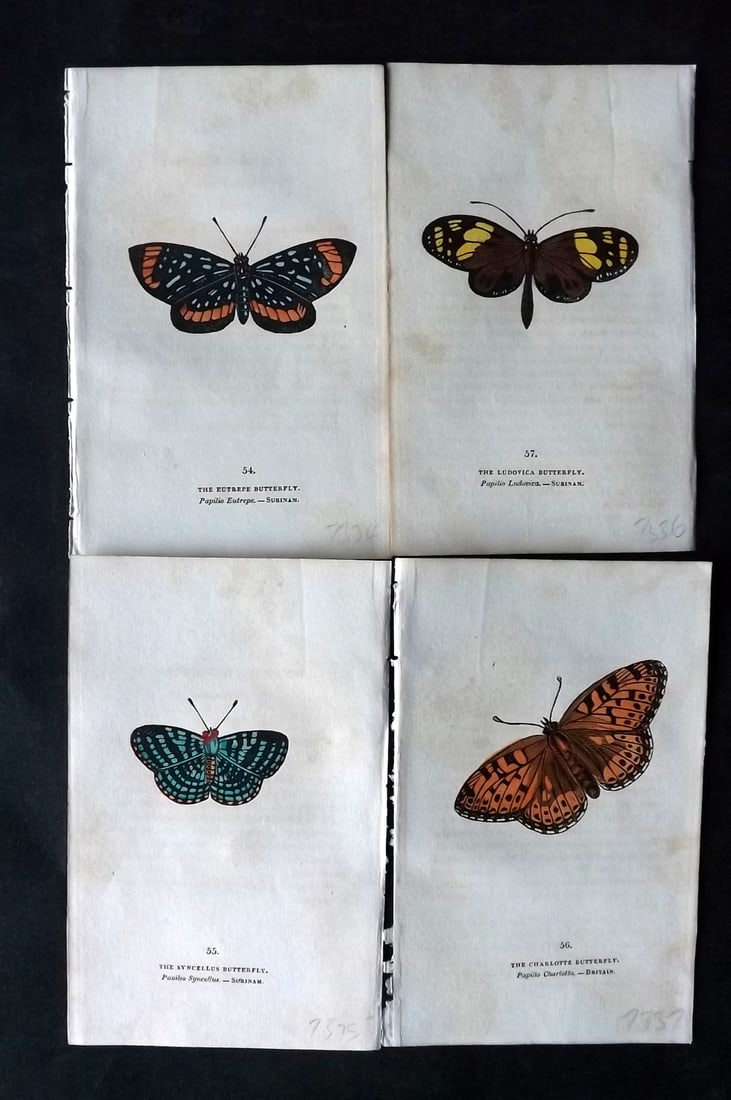 Brown, Capt. Thomas 1832 Lot of 4 Hand Col Butterfly Prints (1 of 2)