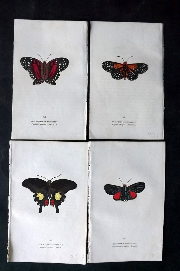 Brown, Capt. Thomas 1832 Lot of 4 Hand Col Butterfly Prints (1 of 2)