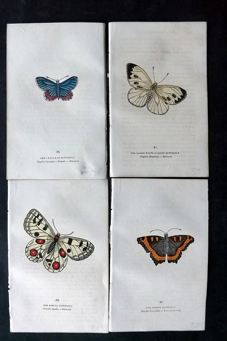 Brown, Capt. Thomas 1832 Lot of 4 Hand Col Butterfly Prints (1 of 2)