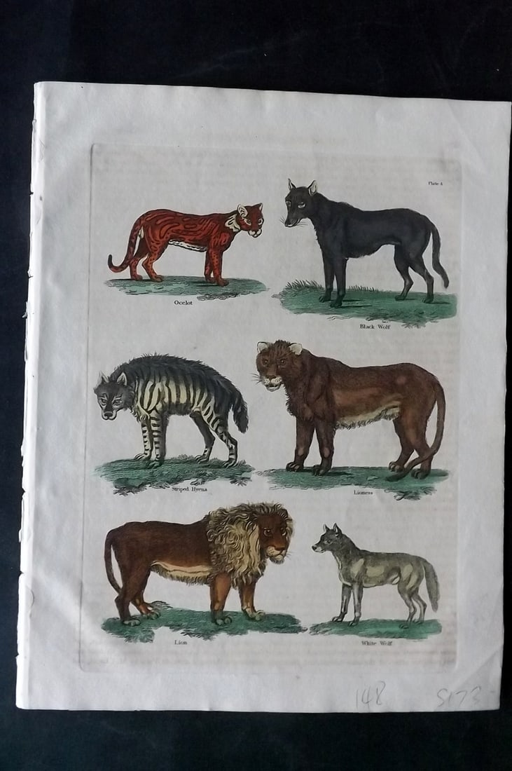 Buffon & Smellie 1834 Hand Col Print. Lion, Lionnes, Wolf, Hyena, Ocelot (1 of 1)