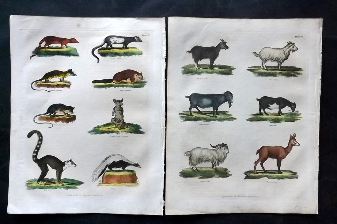 Buffon & Smellie 1834 Pair of Hand Col Natural History Prints: Hand Colored Copper Plate Published 1834 by Thomas Kelly, London for "A Natural History, General and Particular..." by The Comte de Buffon and William Smellie. Paper Size: 10.5 x 8 inch (27 x 21cm) Mi