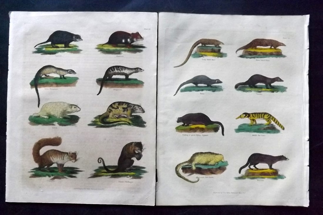 Buffon & Smellie 1834 Pair of Hand Col Natural History Prints: Hand Colored Copper Plate Published 1834 by Thomas Kelly, London for "A Natural History, General and Particular..." by The Comte de Buffon and William Smellie. Paper Size: 10.5 x 8 inch (27 x 21cm) Mi