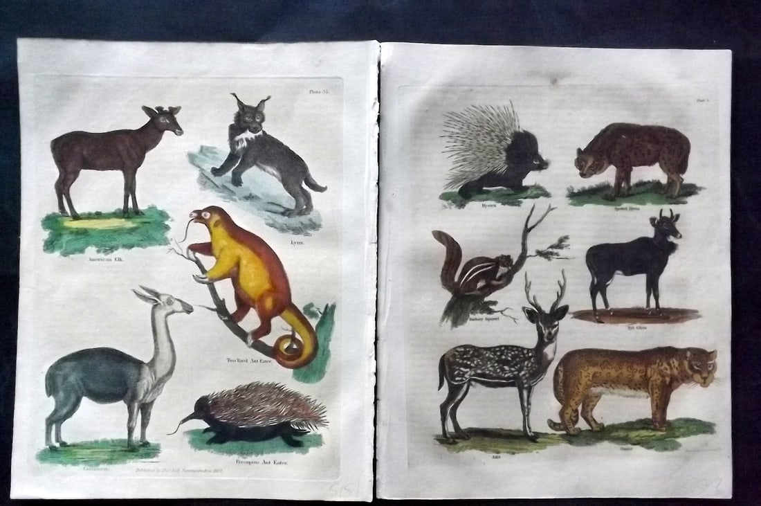Buffon & Smellie 1834 Pair of Hand Col Natural History Prints: Hand Colored Copper Plate Published 1834 by Thomas Kelly, London for "A Natural History, General and Particular..." by The Comte de Buffon and William Smellie. Paper Size: 10.5 x 8 inch (27 x 21cm) Mi