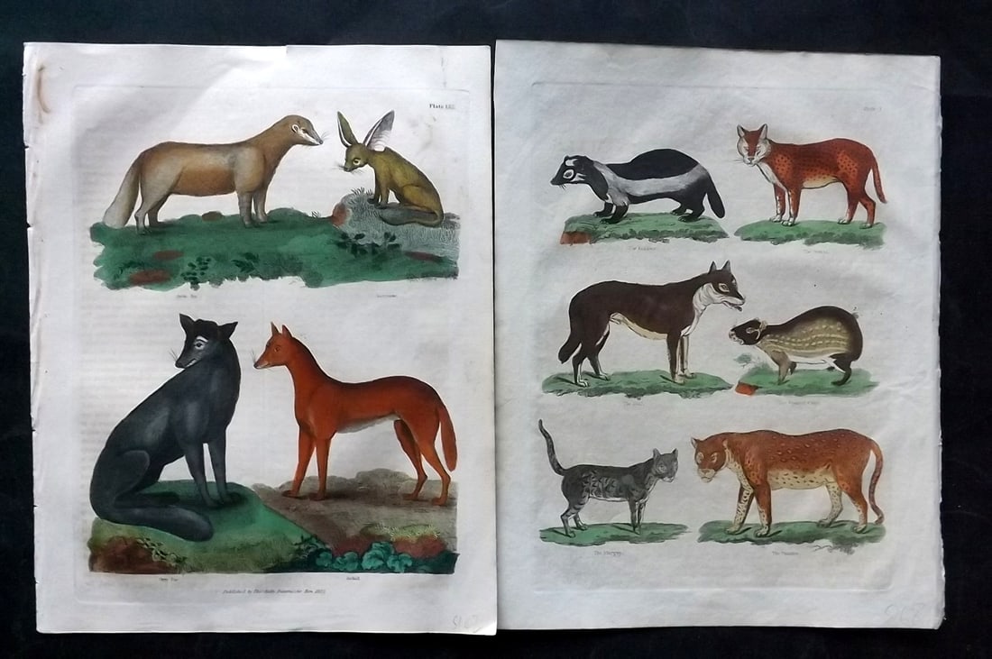 Buffon & Smellie 1834 Pair of Hand Col Natural History Prints: Hand Colored Copper Plate Published 1834 by Thomas Kelly, London for "A Natural History, General and Particular..." by The Comte de Buffon and William Smellie. Paper Size: 10.5 x 8 inch (27 x 21cm) Mi