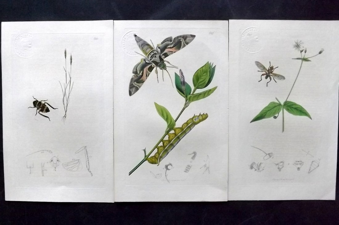 Curtis, John 1837 Lot of 3 of HCol Insect Botanical Prints, First Edition (1 of 1)