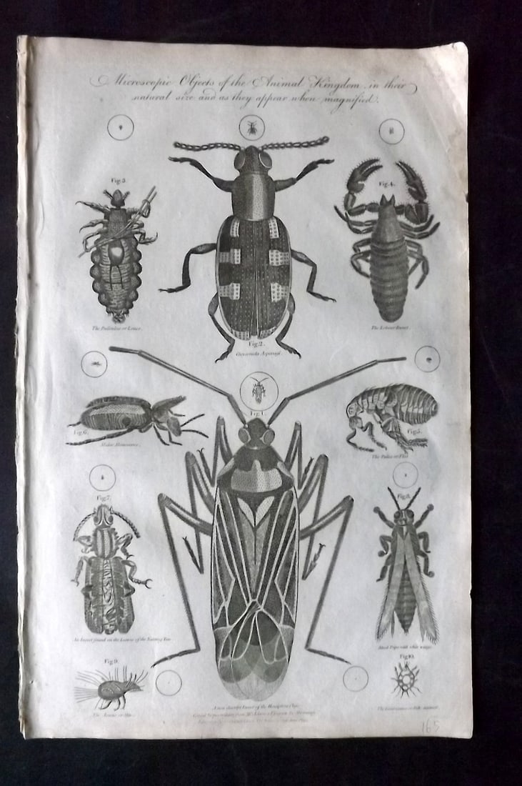 Hall, William 1791 Folio Print. Louse, Flea, Insects (1 of 2)