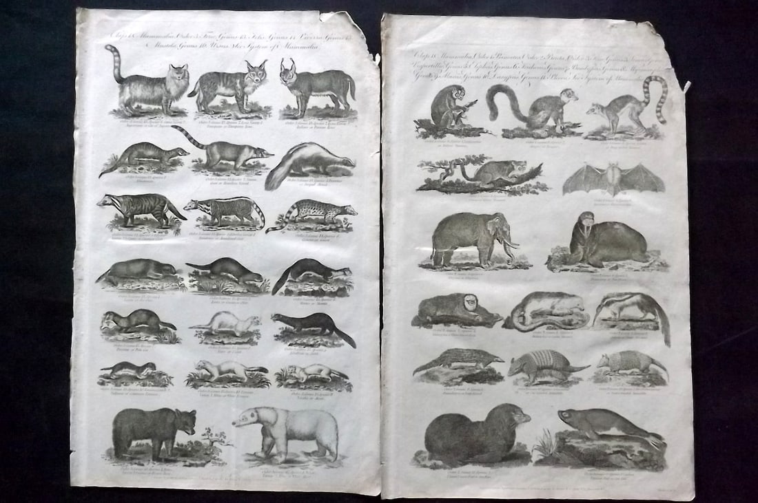 Hall, William 1791 Pair of Folio Natural History Prints: Folio Copper Plate Published 1789-91 by C. Cooke, London for "The New Royal Encyclopedia, Or, Complete Modern Universal Dictionary of Arts and Sciences..." by William Henry Hall. Paper Size: 14.5 x 9.