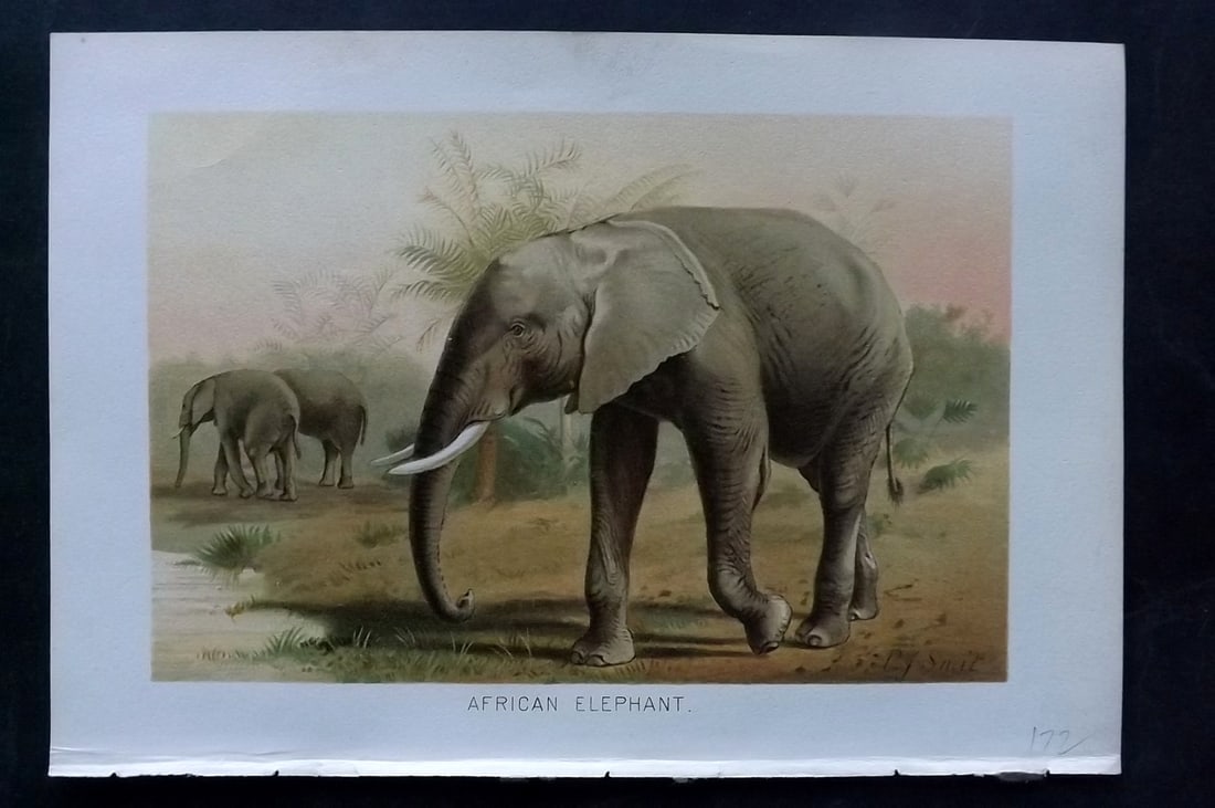 Lydekker, Richard 1896 Antique Print. African Elephant: Chromolithograph Published 1894-96, London for "The Royal Natural History" by Richard Lydekker. Illustrated by Smit, Keulemans, Wolf and others. Paper Size: 10 x 6.5 inch (25 x 16.5cm) Very minor marg
