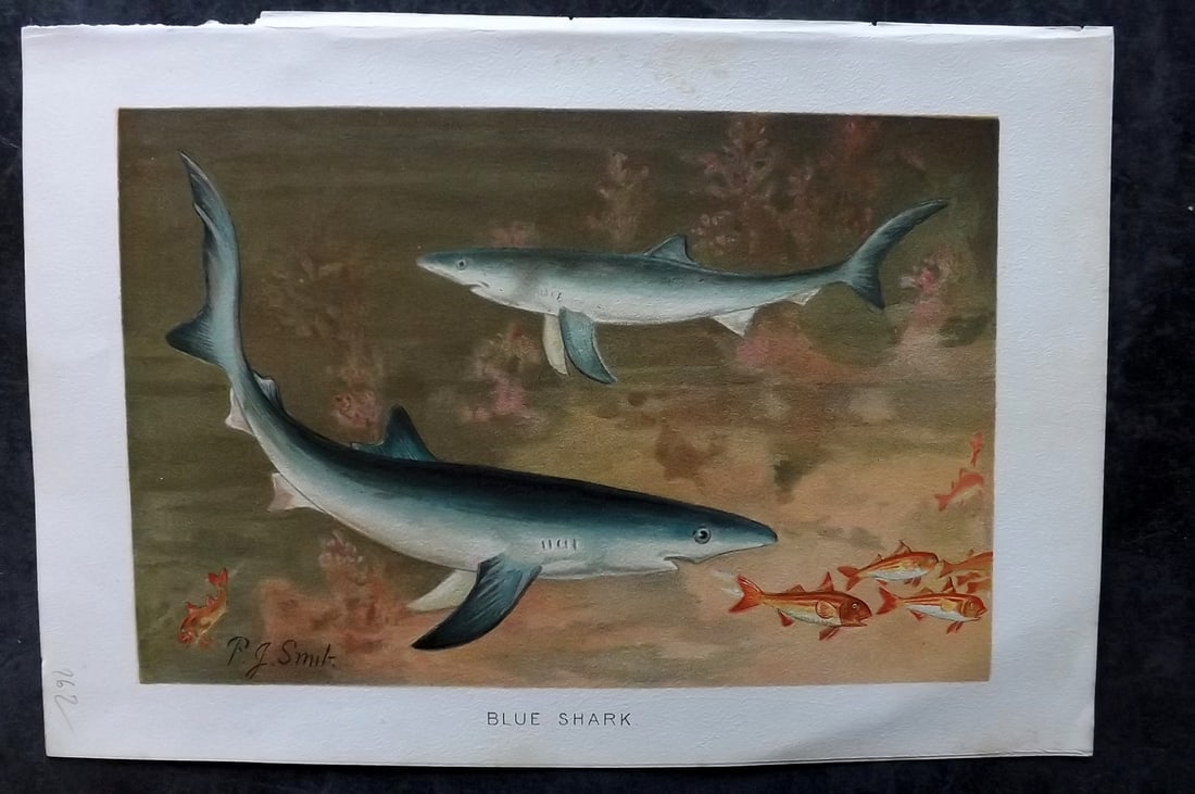 Lydekker, Richard 1896 Antique Print. Blue Shark: Chromolithograph Published 1894-96, London for "The Royal Natural History" by Richard Lydekker. Illustrated by Smit, Keulemans, Wolf and others. Paper Size: 10 x 6.5 inch (25 x 16.5cm) Very minor marg