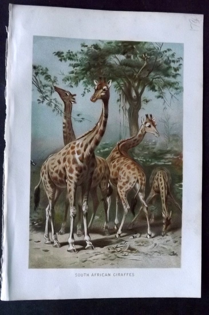 Lydekker, Richard 1896 Antique Print. South African Giraffes (1 of 1)