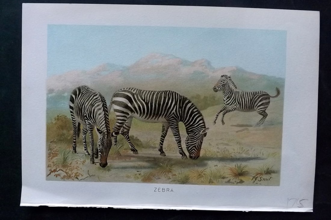 Lydekker, Richard 1896 Antique Print. Zebra (1 of 1)