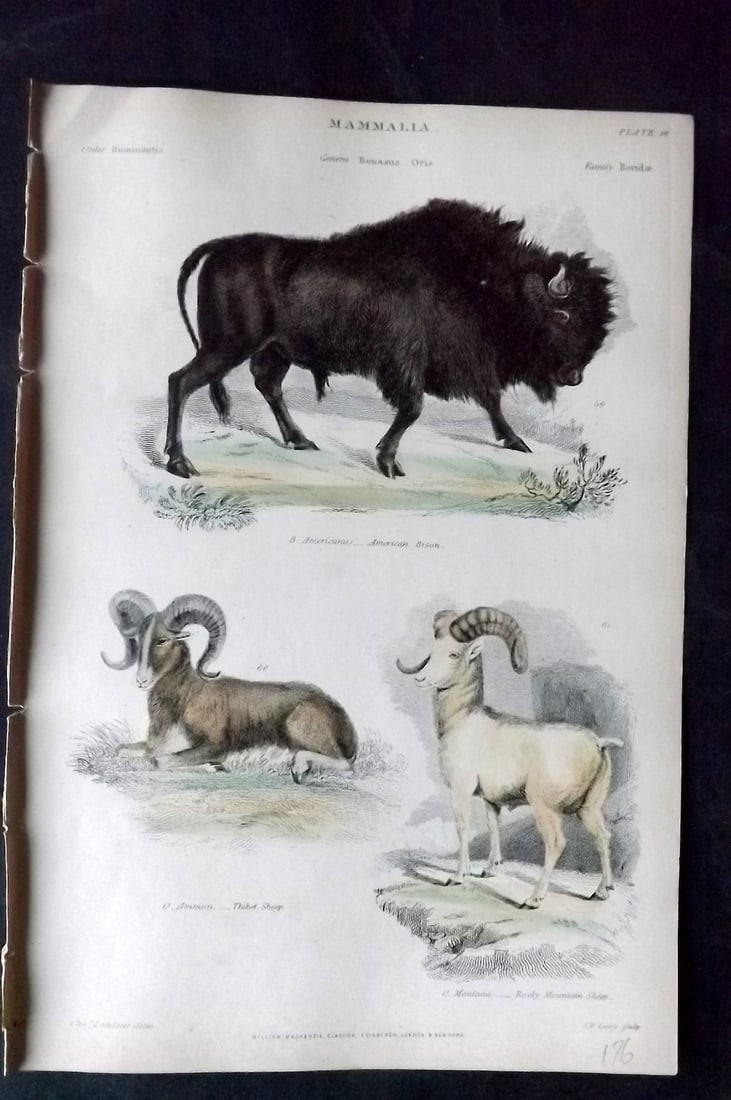 Richardson, John 1862 Hand Col Print. American Bison, Rocky Mountain & Tibet Sheep (1 of 1)
