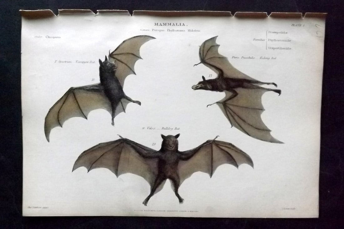 Richardson, John 1862 Hand Col Print. Bats (1 of 1)