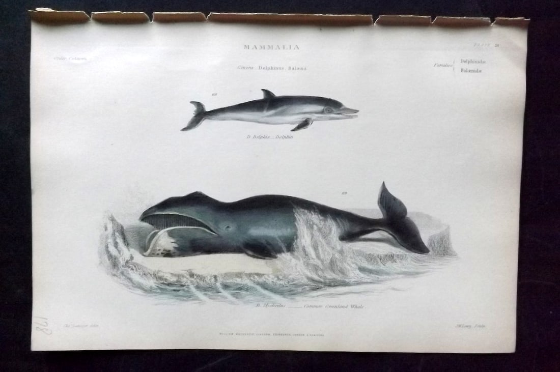 Richardson, John 1862 Hand Col Print. Greenland Whale, Dolphin: Hand Colored Steel Engraving/Etching Published 1859-62 by William Mackenzie, Edinburgh & London for "The Museum of Natural History" by John Richardson. Paper Size: 10.5 x 7 inch (27 x 18cm) Good Condi