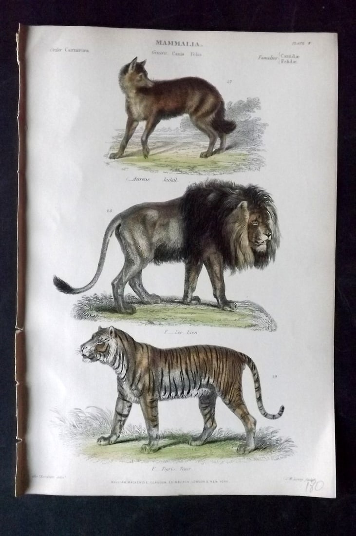 Richardson, John 1862 Hand Col Print. Lion, Tiger, Jackal (1 of 1)