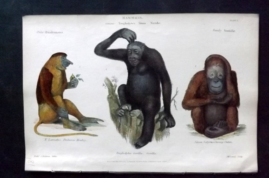 Richardson, John 1862 Hand Col Print. Monkey, Gorilla, Orangutan: Hand Colored Steel Engraving/Etching Published 1859-62 by William Mackenzie, Edinburgh & London for "The Museum of Natural History" by John Richardson. Paper Size: 10.5 x 7 inch (27 x 18cm) Good Condi