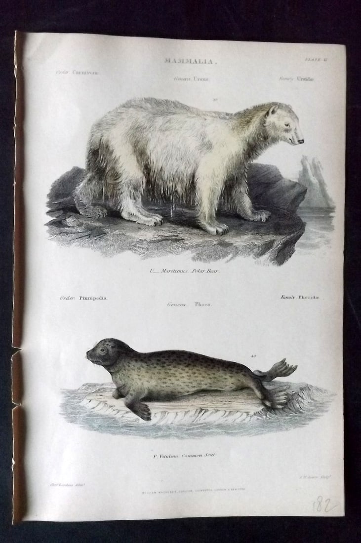Richardson, John 1862 Hand Col Print. Polar Bear, Seal (1 of 1)