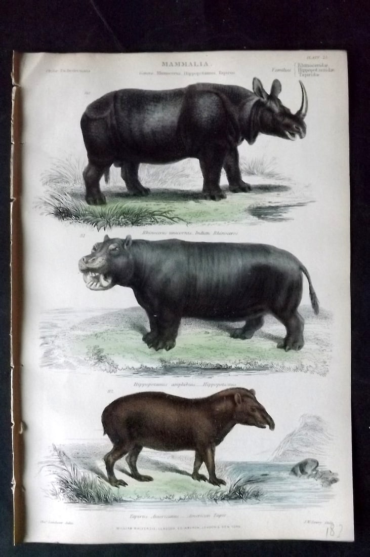 Richardson, John 1862 Hand Col Print. Rhino, Hippo, American Tapir: Hand Colored Steel Engraving/Etching Published 1859-62 by William Mackenzie, Edinburgh & London for "The Museum of Natural History" by John Richardson. Paper Size: 10.5 x 7 inch (27 x 18cm) Good Condi