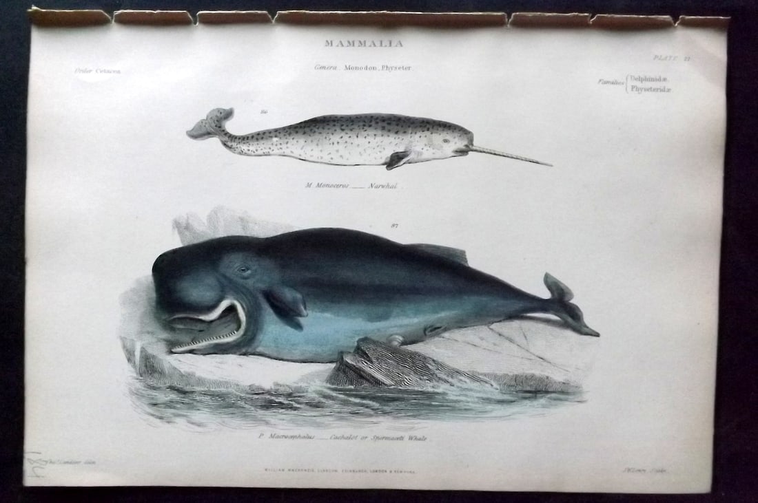 Richardson, John 1862 Hand Col Print. Sperm Whale & Narwhal: Hand Colored Steel Engraving/Etching Published 1859-62 by William Mackenzie, Edinburgh & London for "The Museum of Natural History" by John Richardson. Paper Size: 10.5 x 7 inch (27 x 18cm) Good Condi