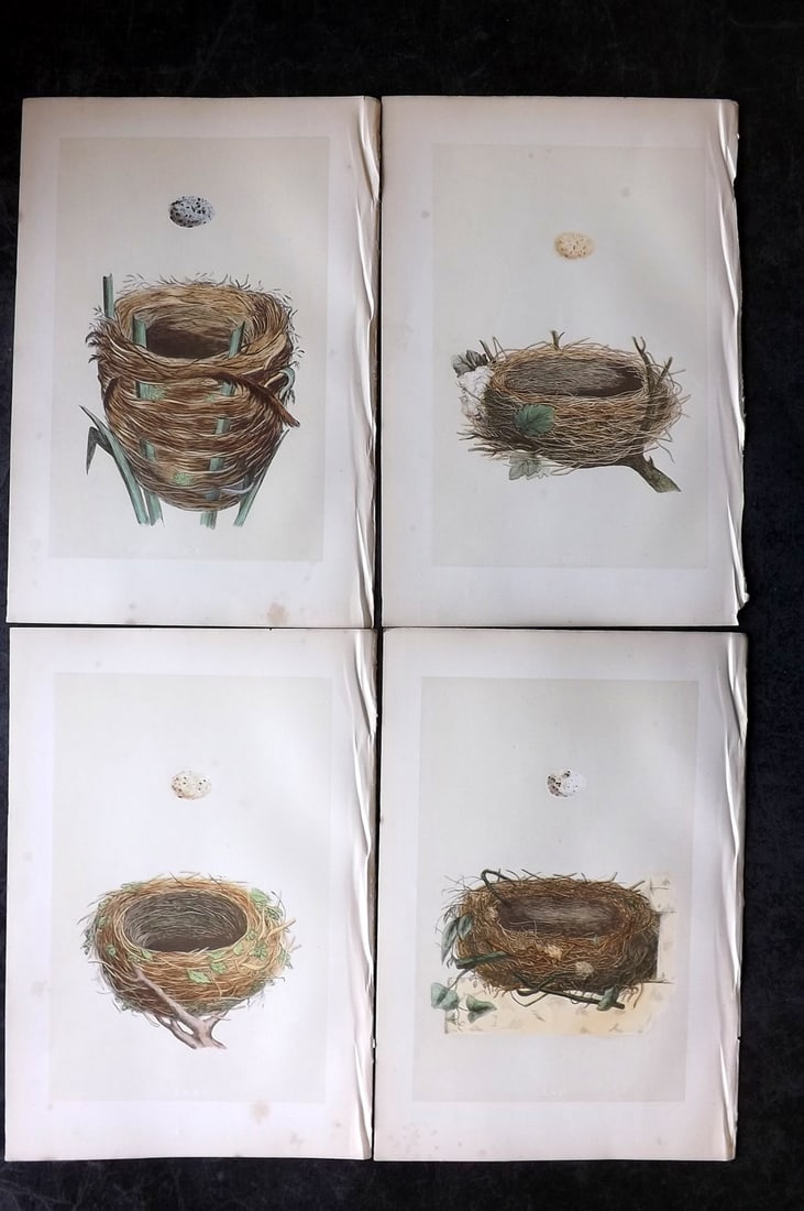 Morris, Francis 1870 Lot of 4 Antique Bird Nest Prints: Woodblocks Published 1870, London for "A Natural History of the Nests and Eggs of British Birds" By the Rev. Francis Orpen Morris, printed Benjamin Fawcett. With accompanying descriptive text. Paper S