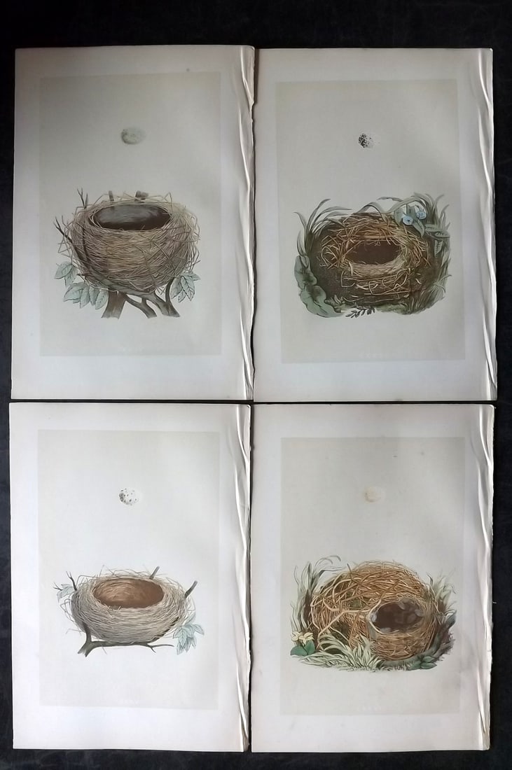 Morris, Francis 1870 Lot of 4 Antique Bird Nest Prints: Woodblocks Published 1870, London for "A Natural History of the Nests and Eggs of British Birds" By the Rev. Francis Orpen Morris, printed Benjamin Fawcett. With accompanying descriptive text. Paper S